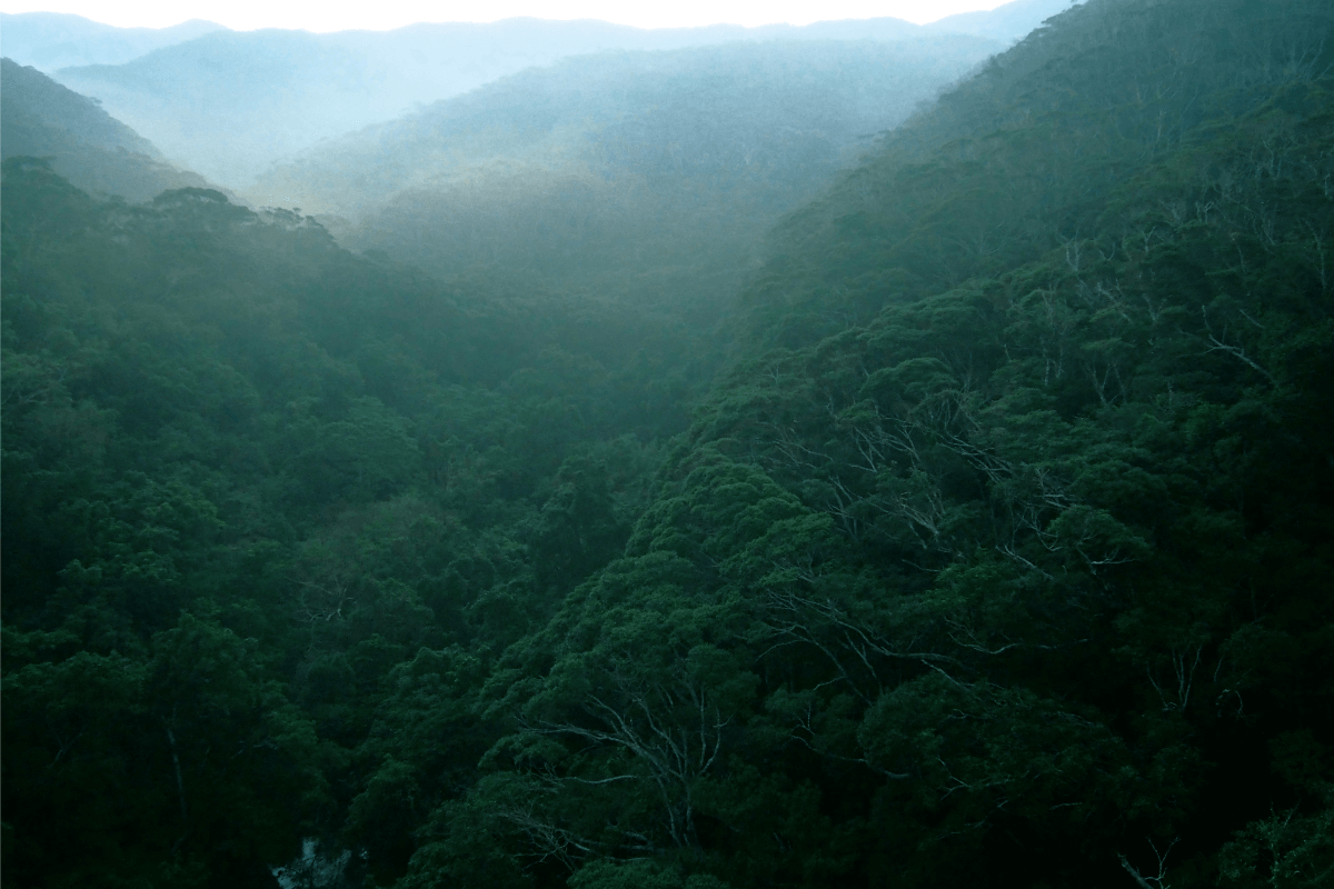 Yanbaru - Floresta dos Milagres