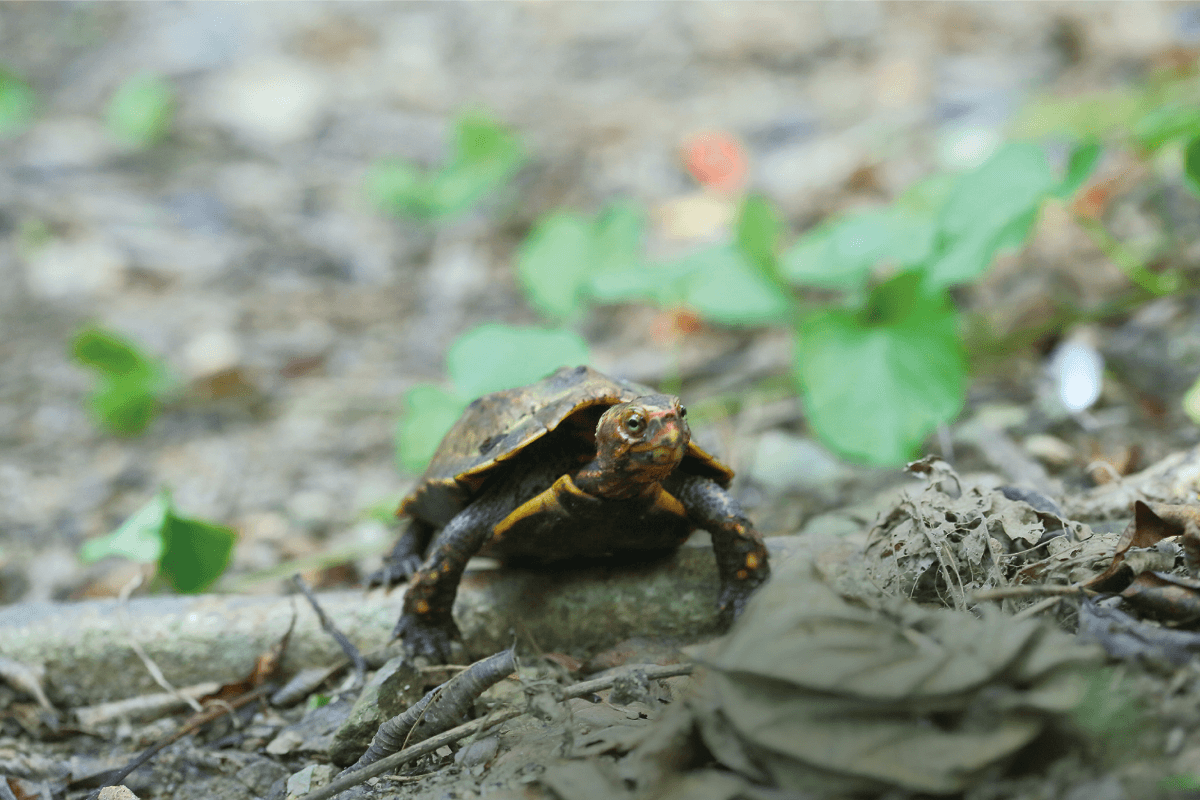 Ryukyu Yamagame (tortuga montés, Geoemyda japonica)【Tesoro Nacional】