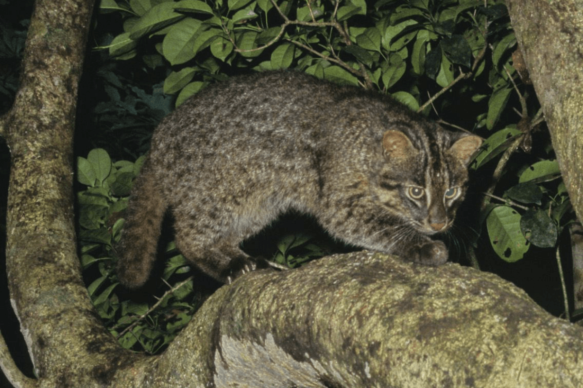 Iriomote Yamaneko (gato montés, Prionailurus bengalensis iriomotensis)【Tesoro Nacional】