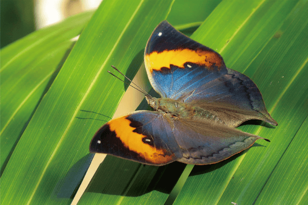 Konoha chō (Kallima inachus)